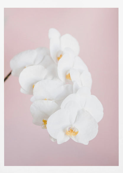 Orchid_2 - Poster / Art Print