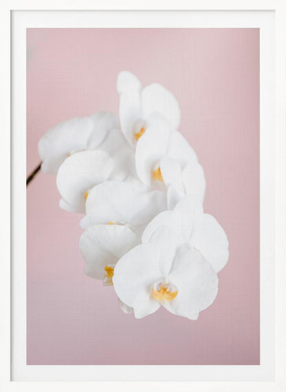 Orchid_2 - Poster / Art Print