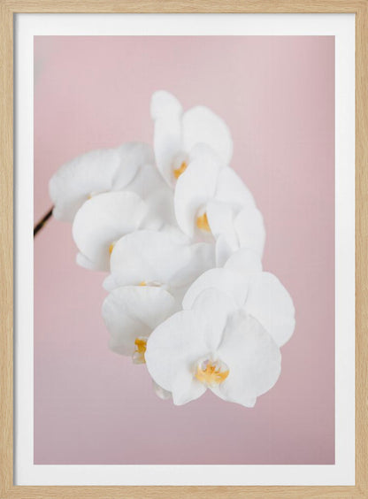 Orchid_2 - Poster / Art Print