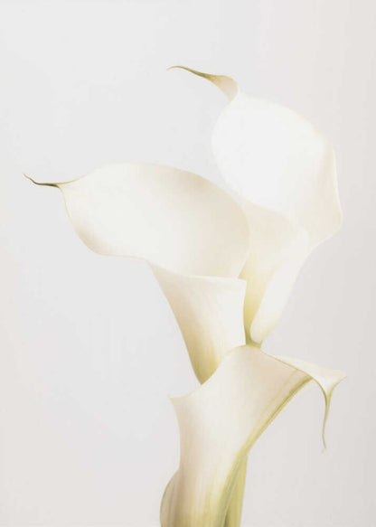 White Calla Lily No 3 - Poster / Art Print