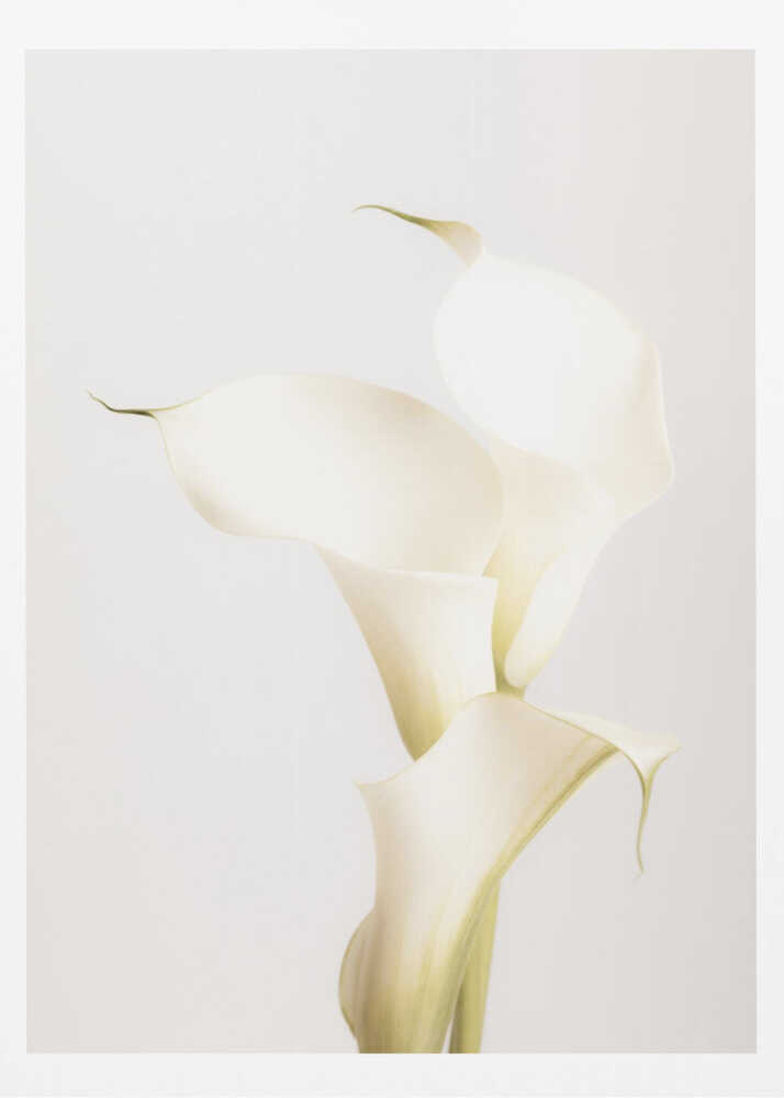 White Calla Lily No 3 - Poster / Art Print