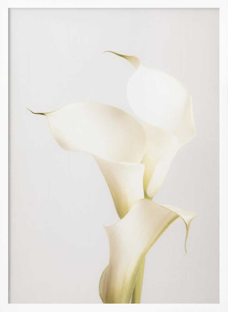 White Calla Lily No 3 - Poster / Art Print