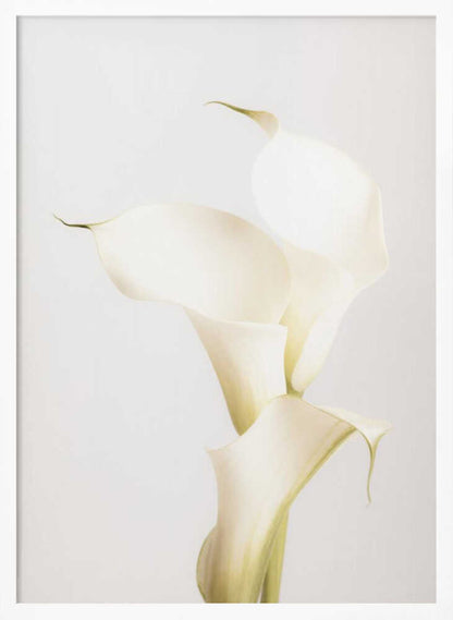 White Calla Lily No 3 - Poster / Art Print