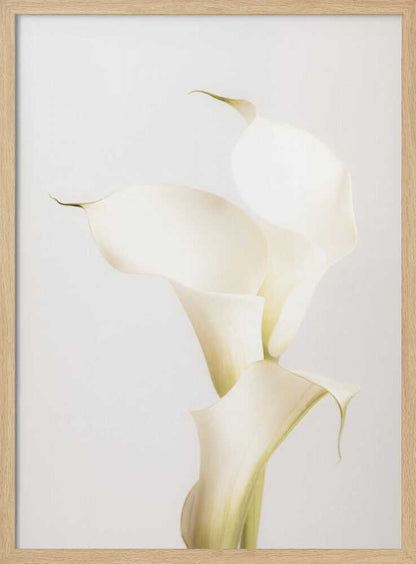 White Calla Lily No 3 - Poster / Art Print
