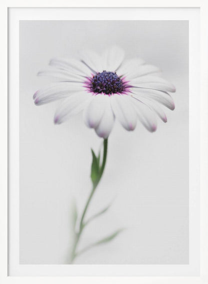 In my garden_3 - Poster / Art Print
