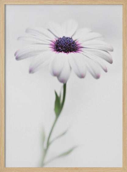 In my garden_3 - Poster / Art Print