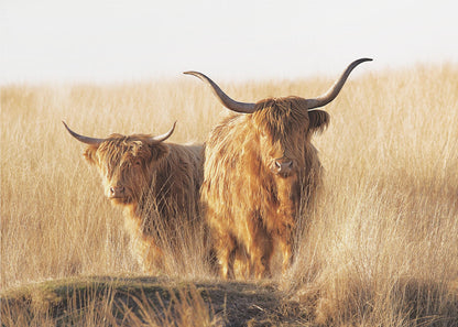 Young and old Highlander - Poster / Art Print
