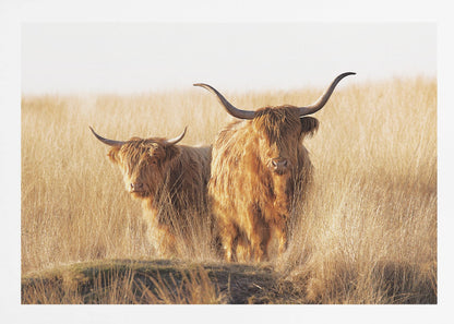 Young and old Highlander - Poster / Art Print