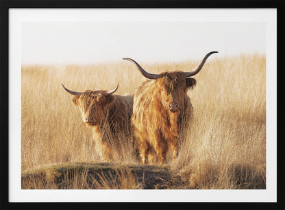 Young and old Highlander - Poster / Art Print