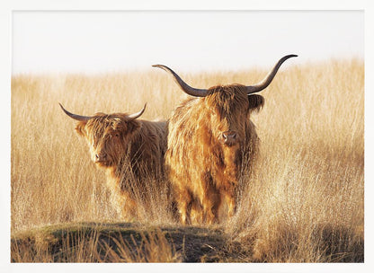 Young and old Highlander - Poster / Art Print