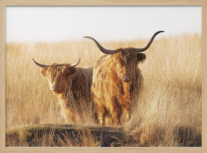 Young and old Highlander - Poster / Art Print