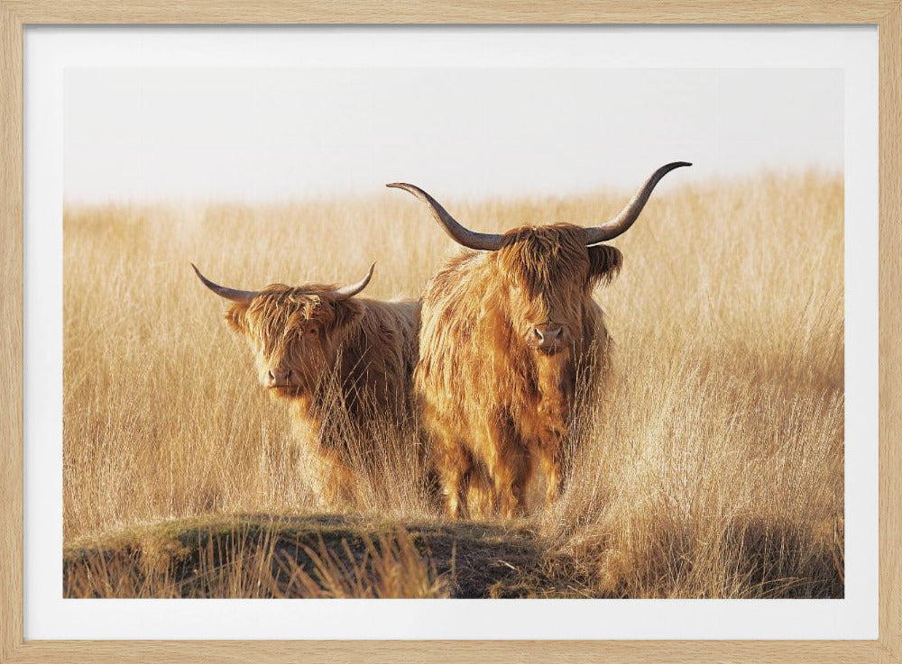 Young and old Highlander - Poster / Art Print