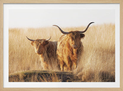 Young and old Highlander - Poster / Art Print