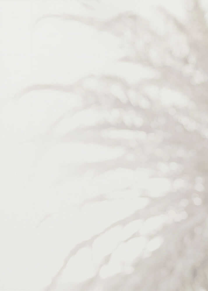 Soft focus photograph of a plant shadow on a light wall. Abstract and calming beige wall art with a minimalist feel.