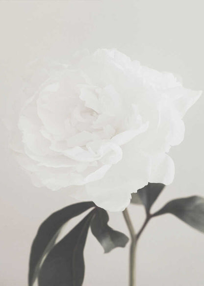 A close-up photograph of a delicate white peony flower with dark leaves against a light, neutral background.