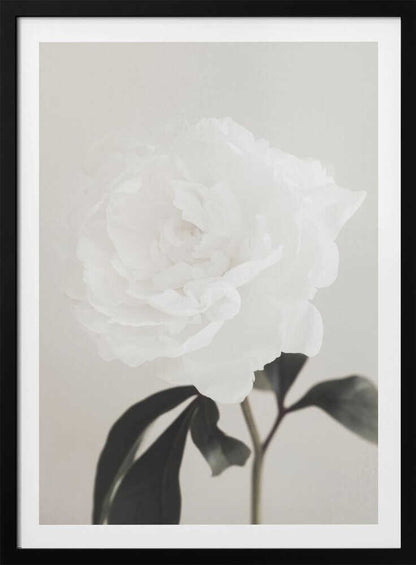 A close-up photograph of a delicate white peony flower with dark leaves against a light, neutral background.