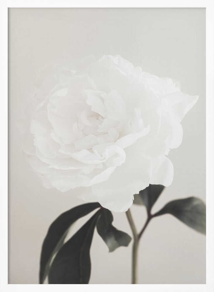 A close-up photograph of a delicate white peony flower with dark leaves against a light, neutral background.