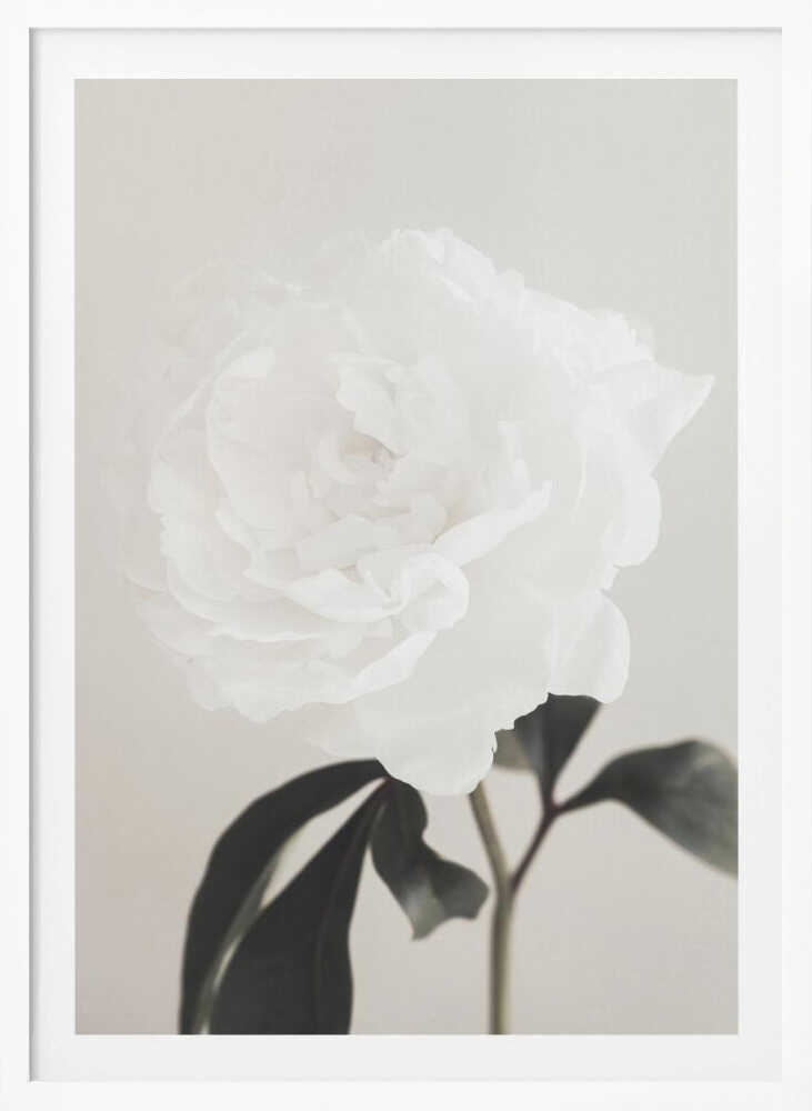 A close-up photograph of a delicate white peony flower with dark leaves against a light, neutral background.