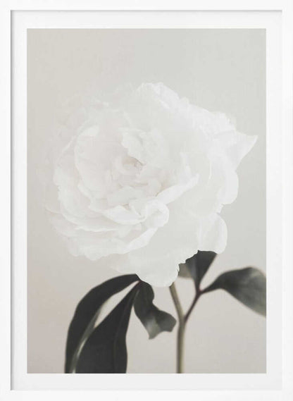 A close-up photograph of a delicate white peony flower with dark leaves against a light, neutral background.