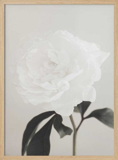 A close-up photograph of a delicate white peony flower with dark leaves against a light, neutral background.