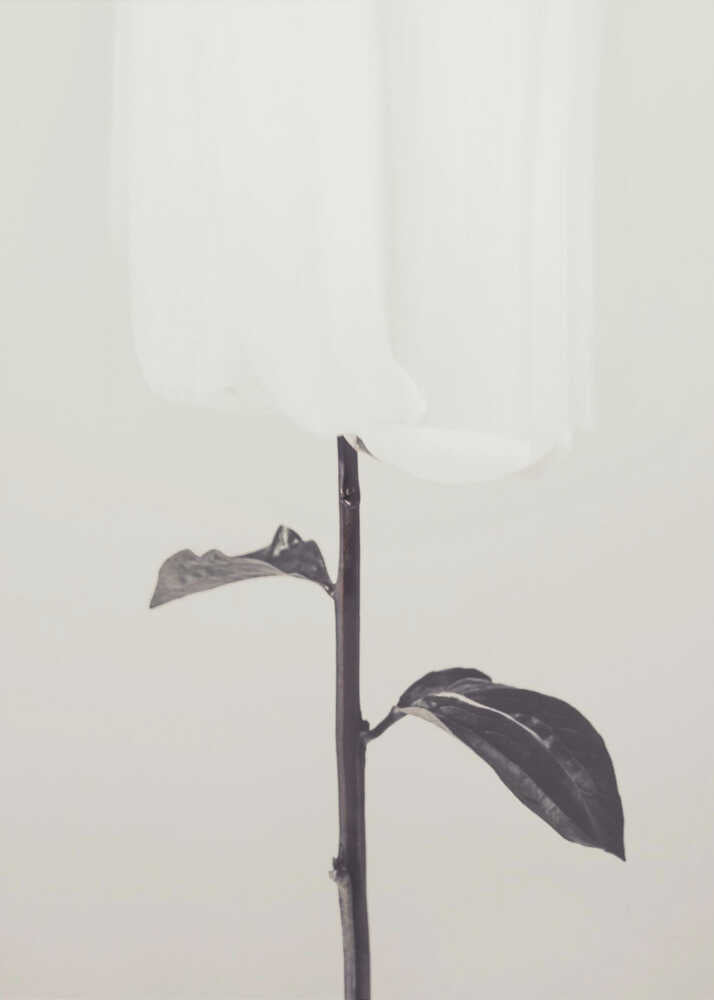 Peony 18 - Poster / Art Print