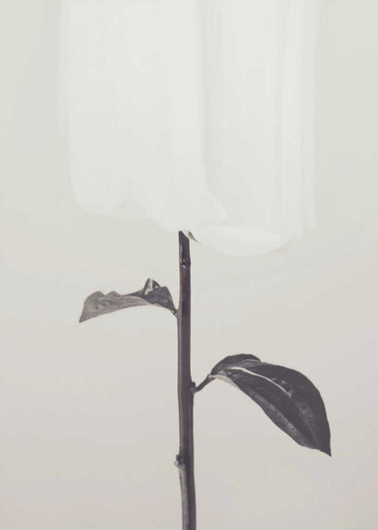 Peony 18 - Poster / Art Print