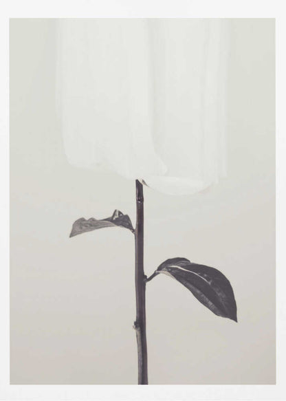 Peony 18 - Poster / Art Print