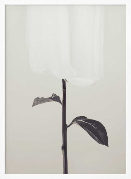 Peony 18 - Poster / Art Print