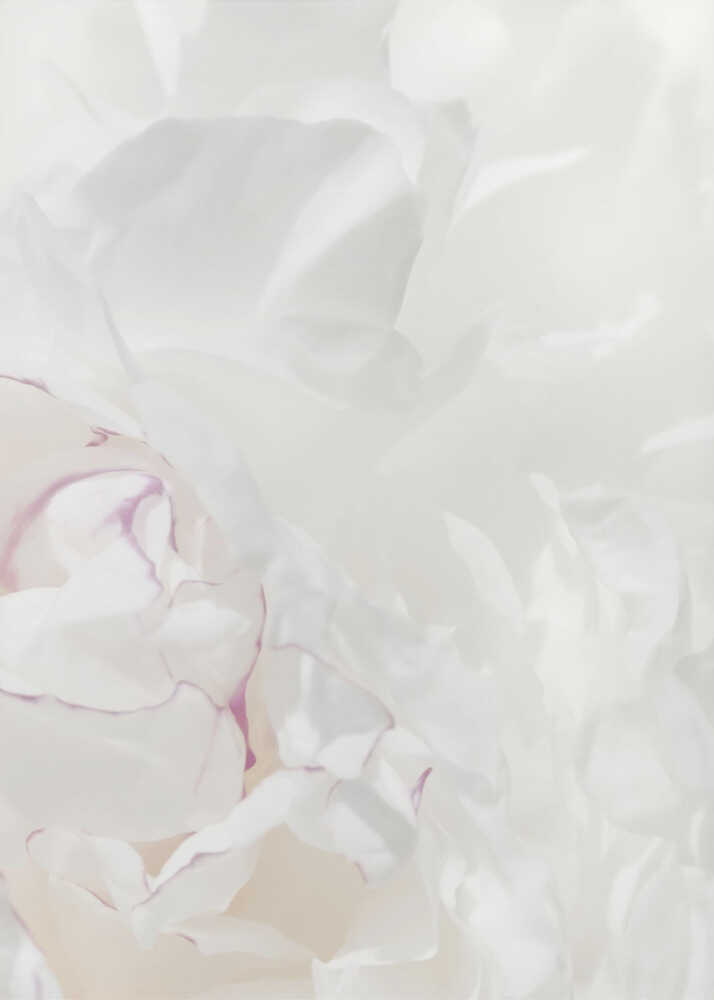 An abstract close-up of soft white peony petals with delicate purple edges in a black frame.