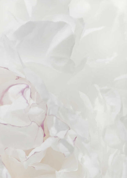 An abstract close-up of soft white peony petals with delicate purple edges in a black frame.
