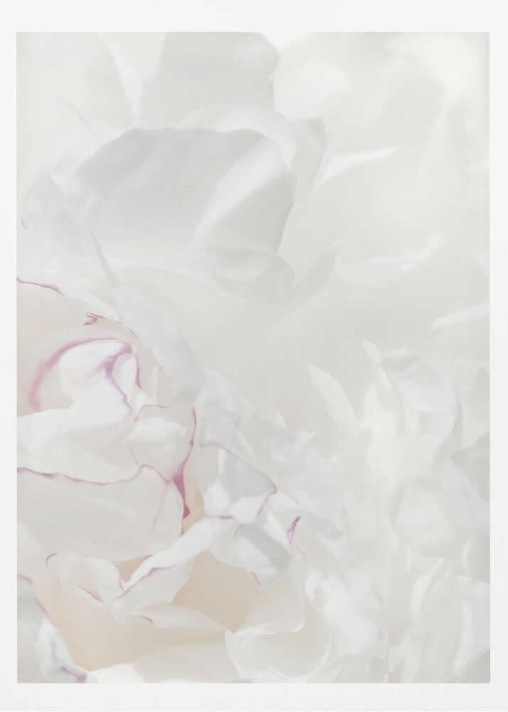 An abstract close-up of soft white peony petals with delicate purple edges in a black frame.