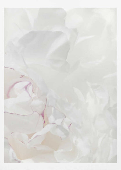 An abstract close-up of soft white peony petals with delicate purple edges in a black frame.
