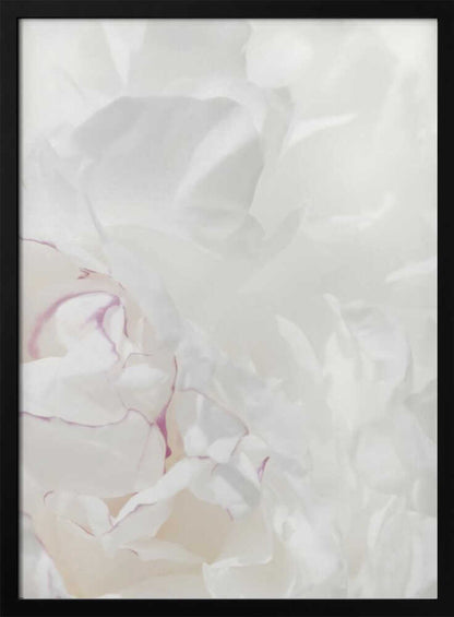 An abstract close-up of soft white peony petals with delicate purple edges in a black frame.