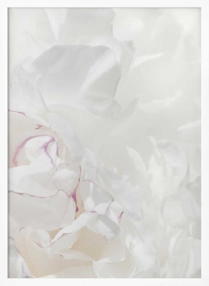An abstract close-up of soft white peony petals with delicate purple edges in a black frame.