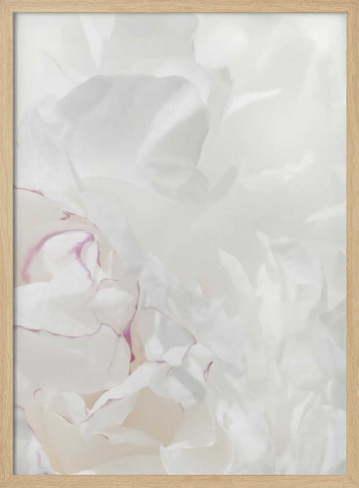 An abstract close-up of soft white peony petals with delicate purple edges in a black frame.