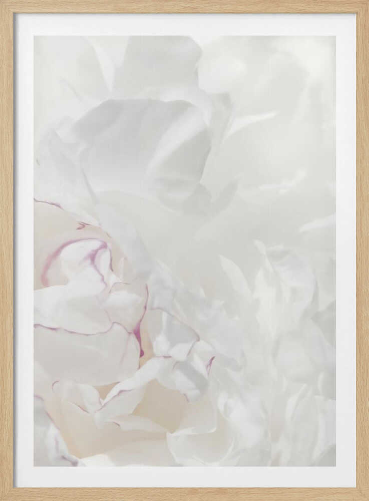An abstract close-up of soft white peony petals with delicate purple edges in a black frame.