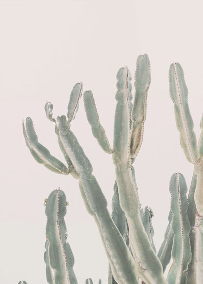 Sunrise Cactus - Poster / Art Print