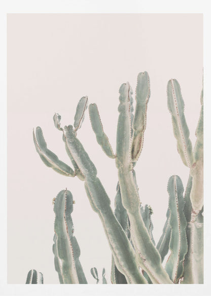 Sunrise Cactus - Poster / Art Print