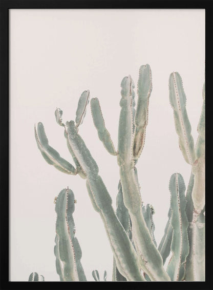 Sunrise Cactus - Poster / Art Print