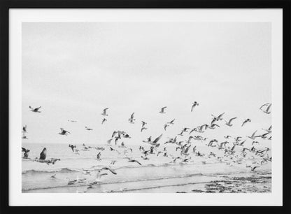 Seagulls - Coastal black and white - Poster / Art Print