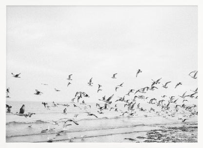 Seagulls - Coastal black and white - Poster / Art Print