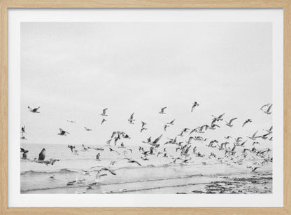 Seagulls - Coastal black and white - Poster / Art Print