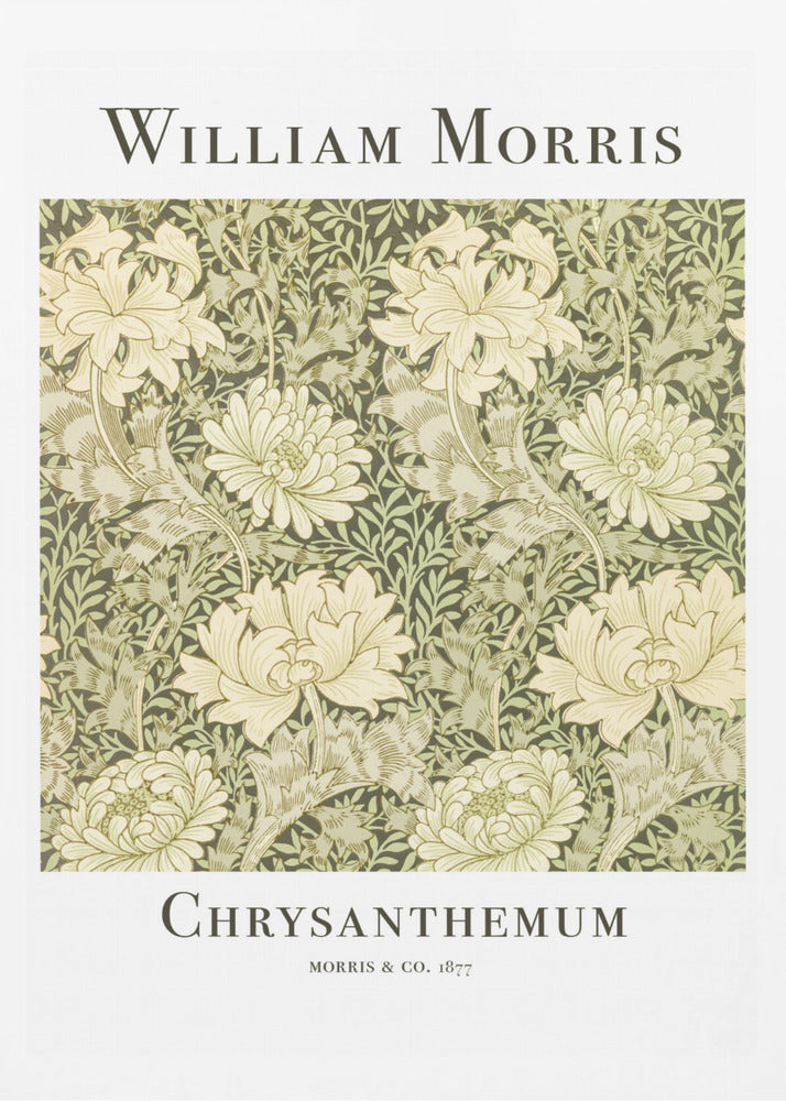 Chrysanthemum - Poster / Art Print