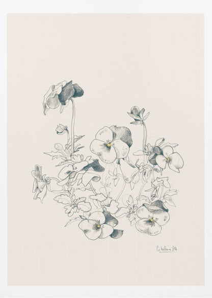 Pansies pencil drawing - Poster / Art Print