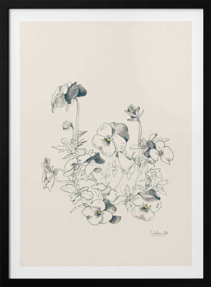 Pansies pencil drawing - Poster / Art Print