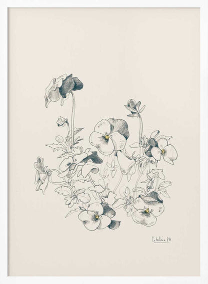 Pansies pencil drawing - Poster / Art Print