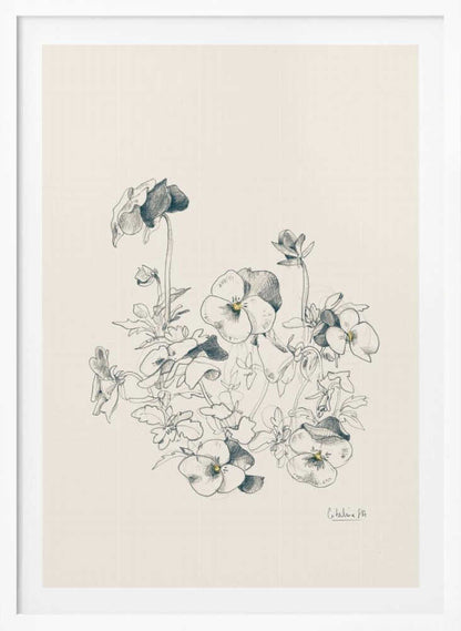 Pansies pencil drawing - Poster / Art Print
