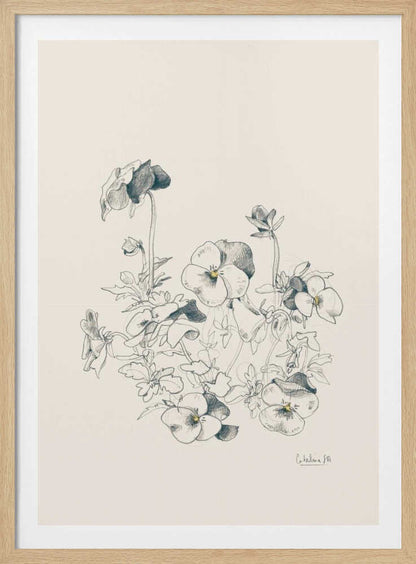 Pansies pencil drawing - Poster / Art Print