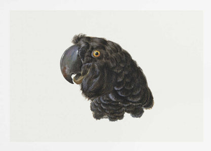 Cockatoo - Poster / Art Print