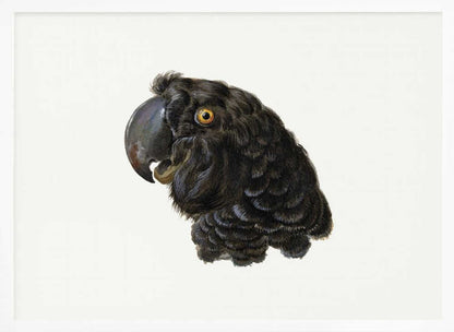 Cockatoo - Poster / Art Print